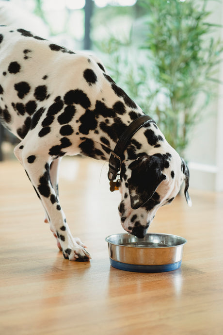 The Importance of Cleaning Your Dog's Bowl